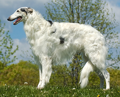 Top Conformation Borzoi 2008